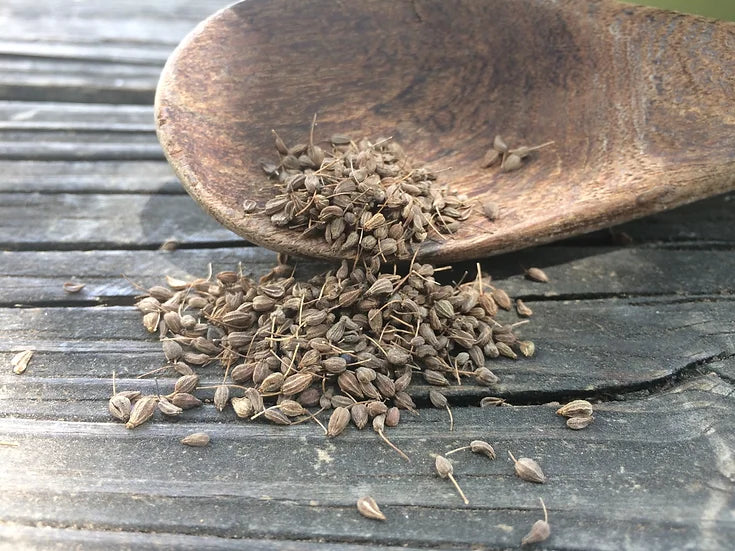 Brim Seed Co. - Anise Herb Heirloom Seed