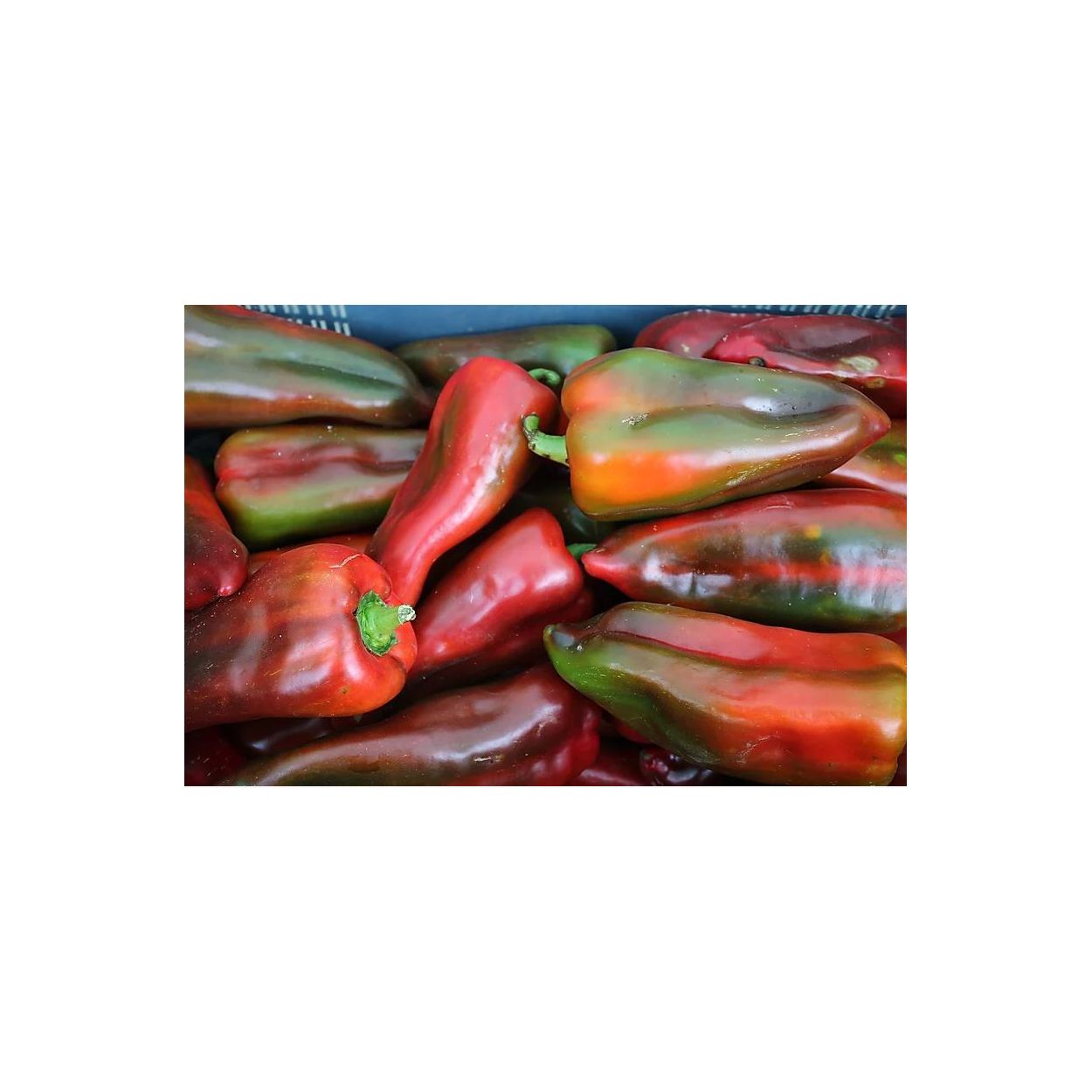 Brim Seed Co. - Hot Ancho Poblano Pepper Seed