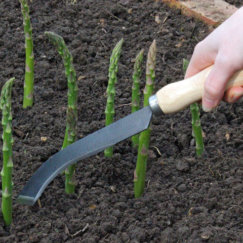 Burgon & Ball - Ultimate Asparagus Knife