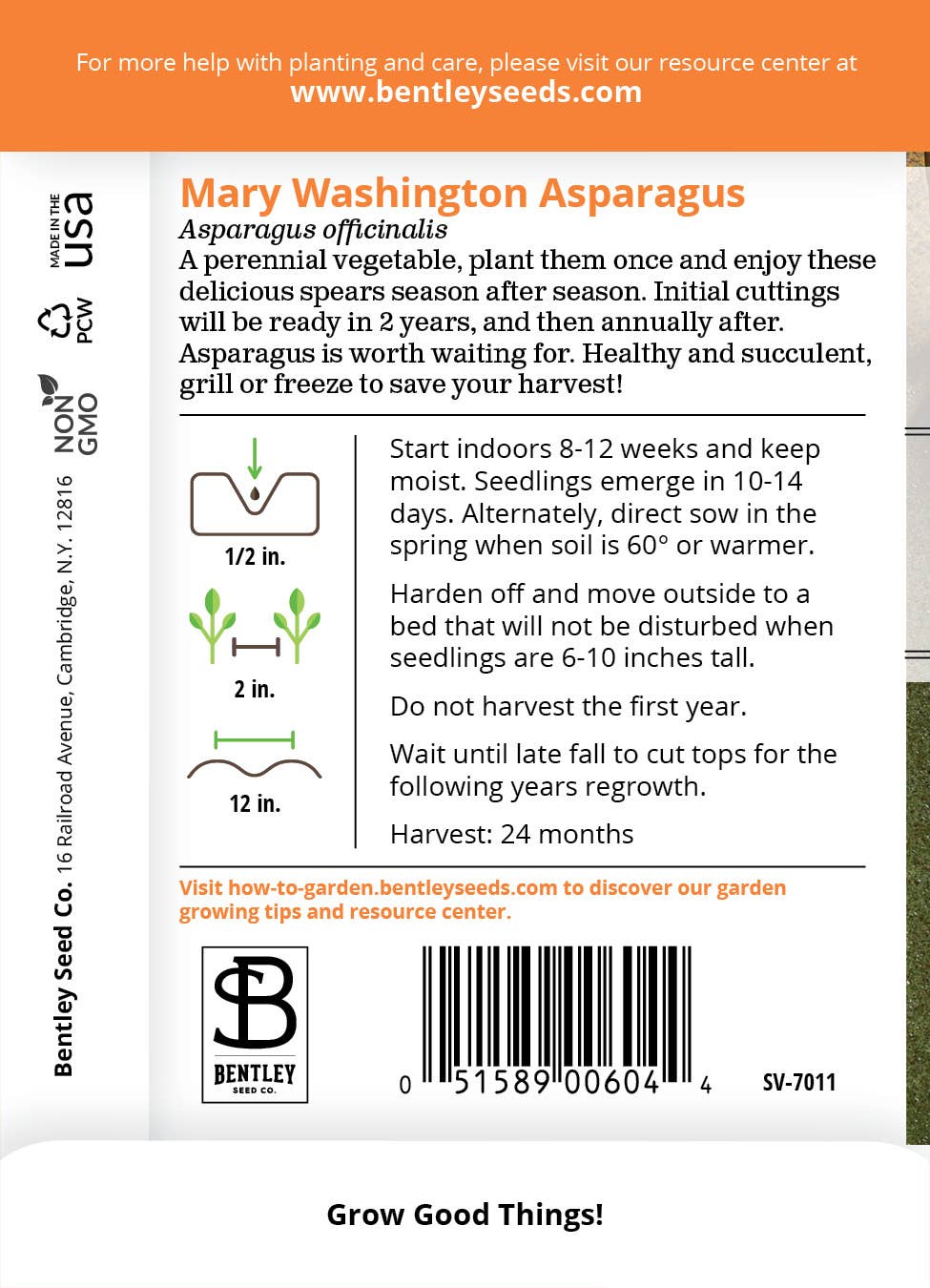 Fresh Mary Washington asparagus spears ready to harvest