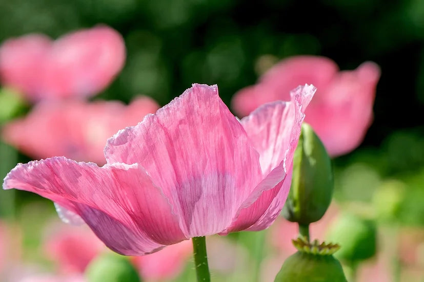 Brim Seed Co. - Southern Acclimated Pink Corn Poppy Heirloom Seed