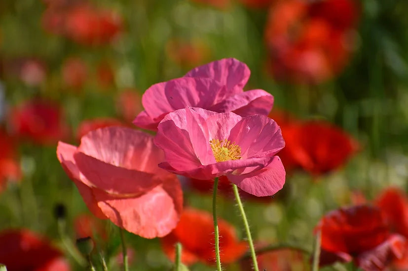 Brim Seed Co. - Southern Acclimated Pink Corn Poppy Heirloom Seed