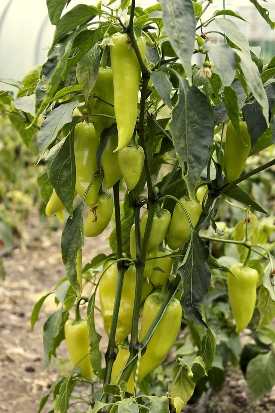 Brim Seed Co. - Sweet Banana Pepper Heirloom Seed