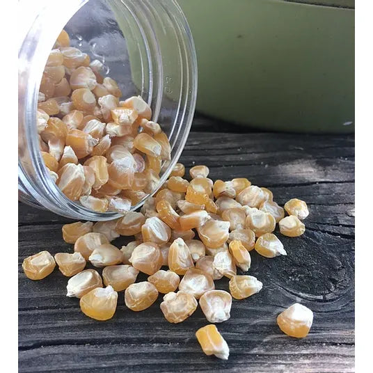 Brim Seed Co. - Golden Bantum 12 Corn Seed