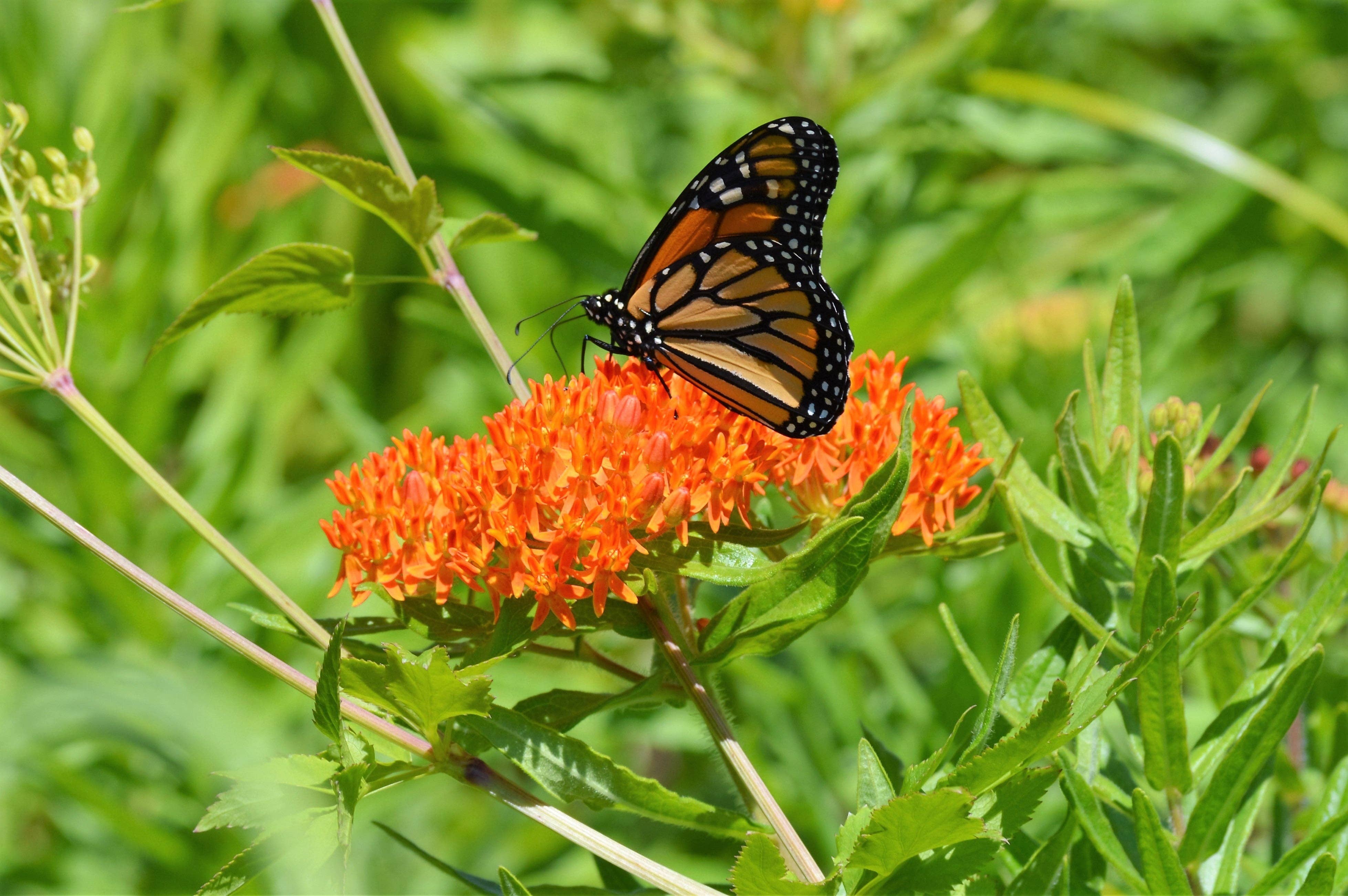 Butterfly milkweed attracting pollinators in the garden