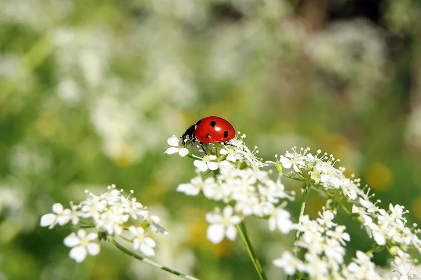 Brim Seed Co. - Beneficial Insectary Mix Wildflower Seed