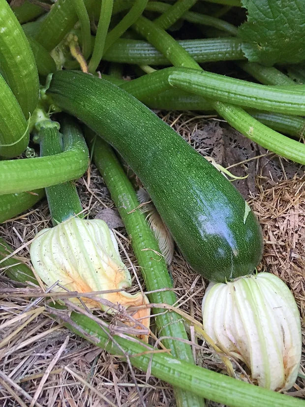 Brim Seed Co. - Black Beauty Zucchini Squash Heirloom Seed