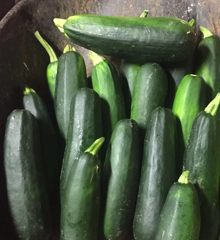 Brim Seed Co. - Black Beauty Zucchini Squash Heirloom Seed