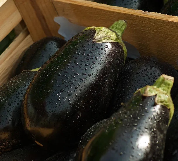 Brim Seed Co. - Black Beauty Eggplant Heirloom Seed