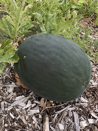 Brim Seed Co. - Black Diamond Watermelon Heirloom Seed