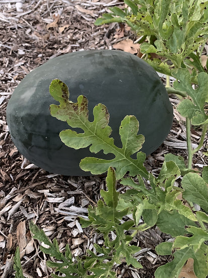 Brim Seed Co. - Black Diamond Watermelon Heirloom Seed