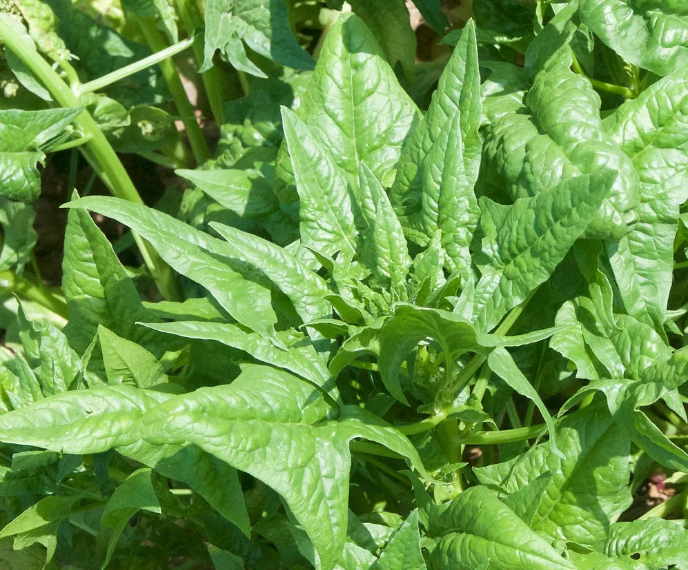 Brim Seed Co. - Bloomsdale Long Standing Spinach Greens Heirloom Seed