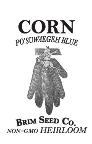 Brim Seed Co. - Po'suwaegeh Blue Flint Corn Heirloom Seed