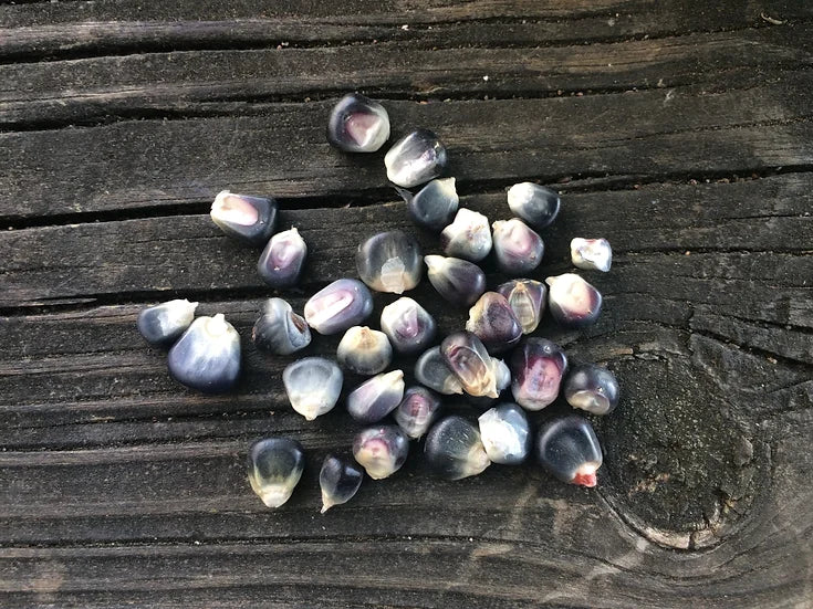 Brim Seed Co. - Po'suwaegeh Blue Flint Corn Heirloom Seed