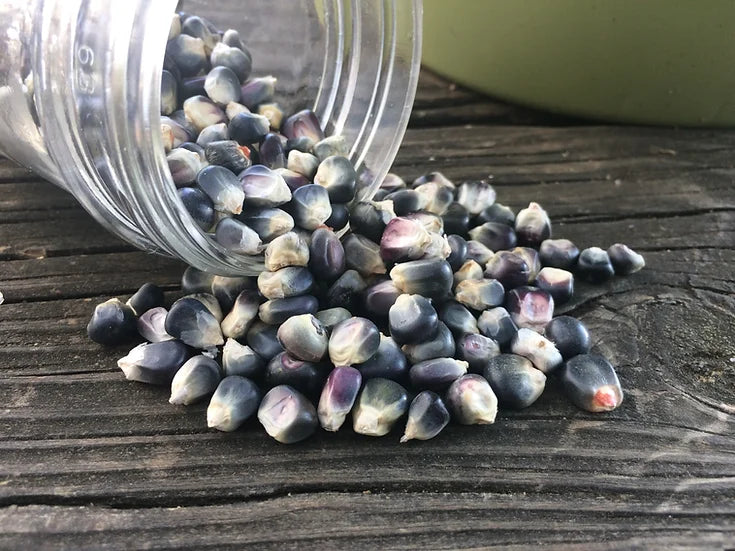 Brim Seed Co. - Po'suwaegeh Blue Flint Corn Heirloom Seed