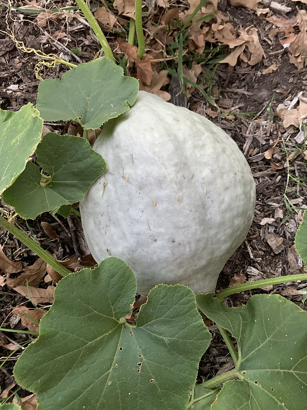 Brim Seed Co. - Blue Hubbard Squash Heirloom Seed