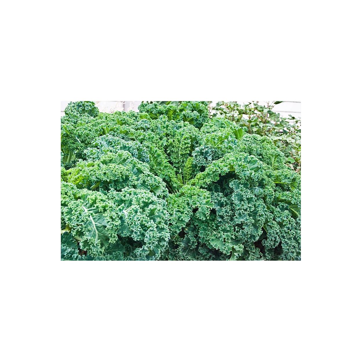 Brim Seed Co. - Vates Dwarf Blue Curled Kale Greens Seed