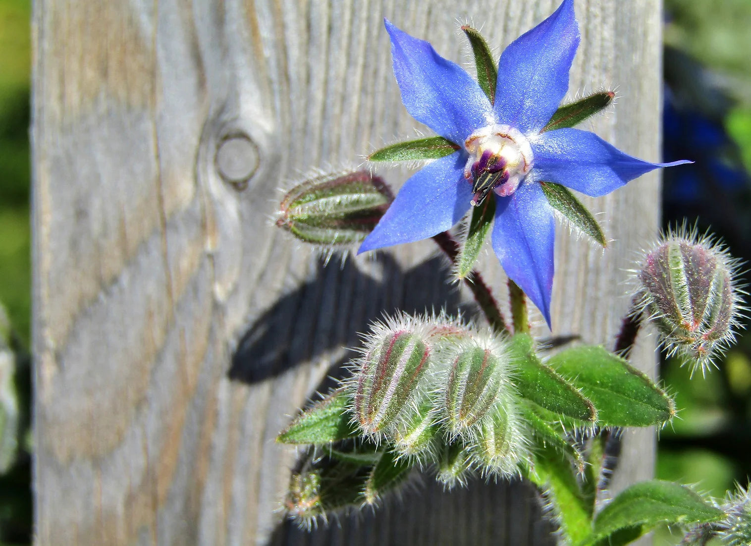 Brim Seed Co. - Borage Herb Heirloom Seed