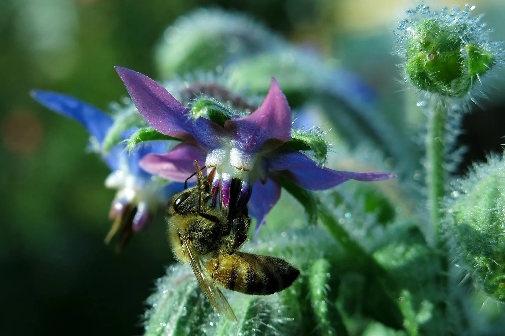 Brim Seed Co. - Borage Herb Heirloom Seed