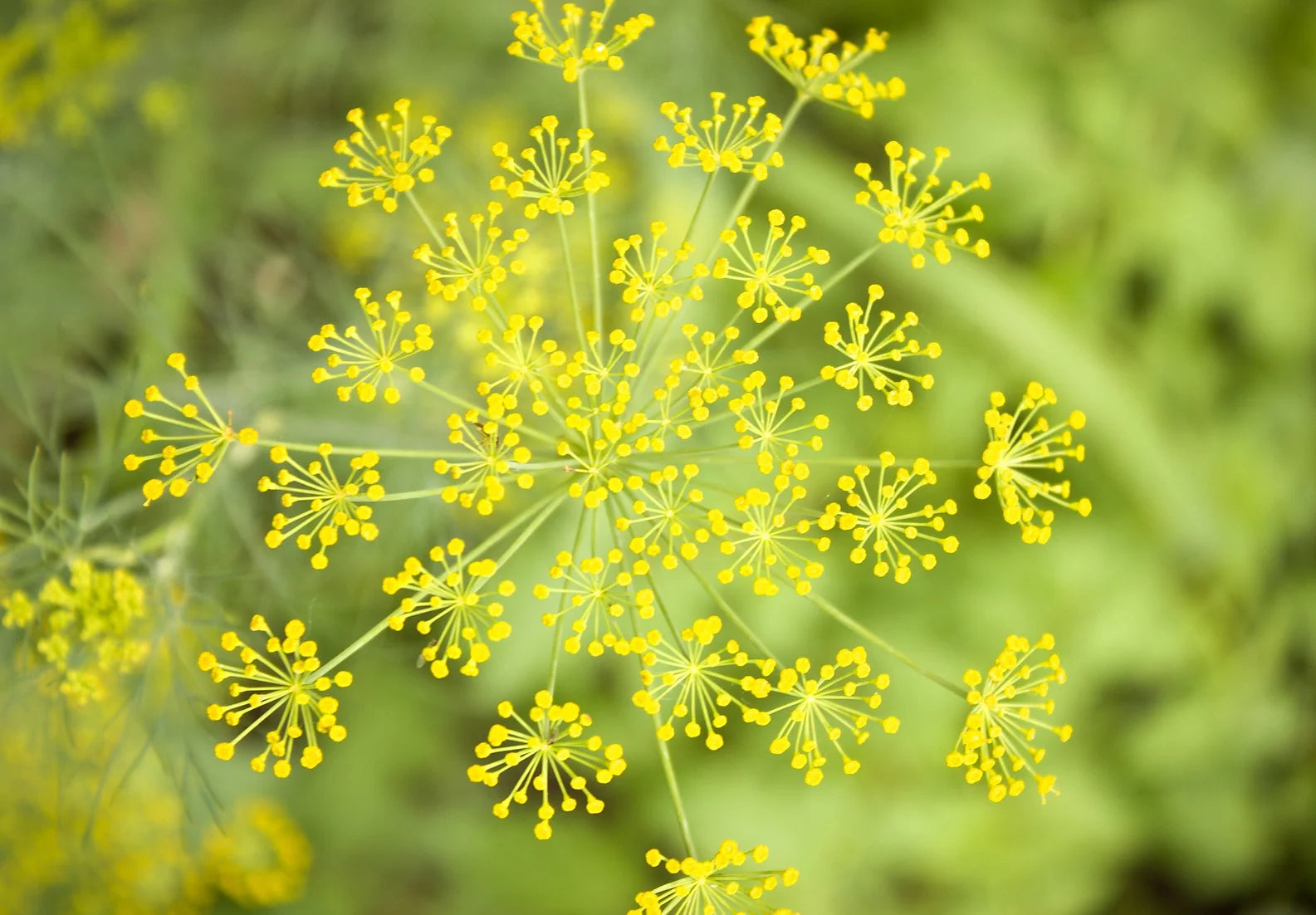 Brim Seed Co. - Bouquet Dill Herb Heirloom Seed