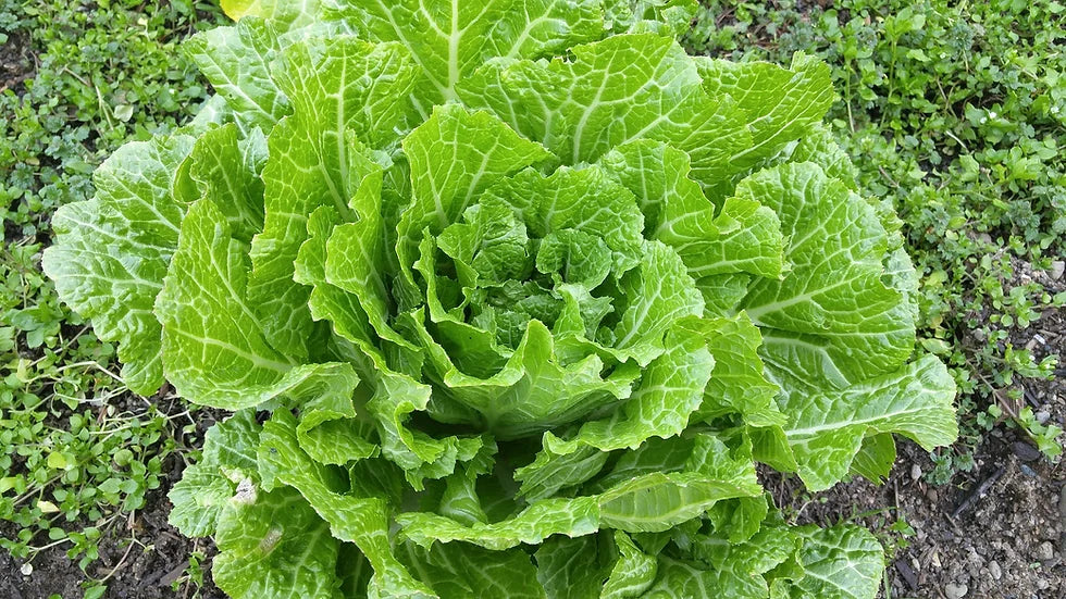 Brim Seed Co. - Florida Broadleaf Mustard Greens Heirloom Seed