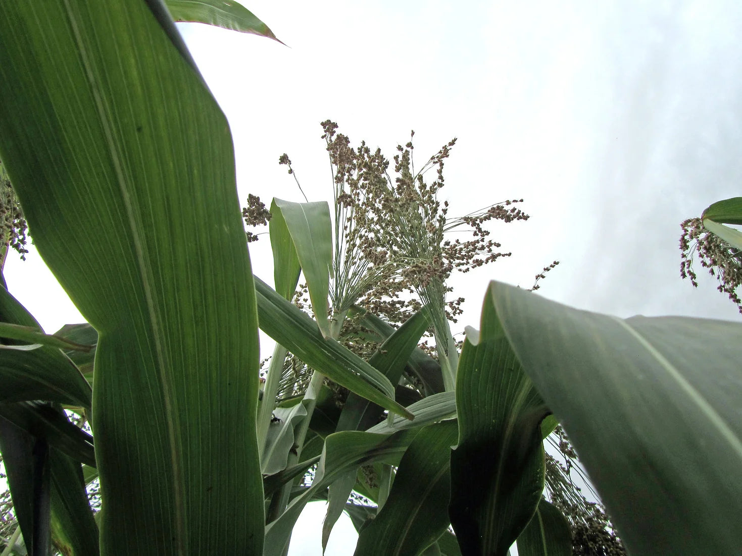 Brim Seed Co. - Broomcorn Heirloom Seed