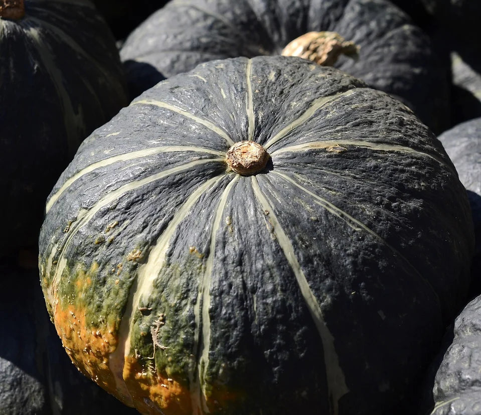 Brim Seed Co. - Burgess Buttercup Squash Heirloom Seed