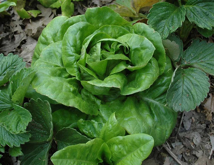 Brim Seed Co. - Buttercrunch Bibb Lettuce Greens Seed