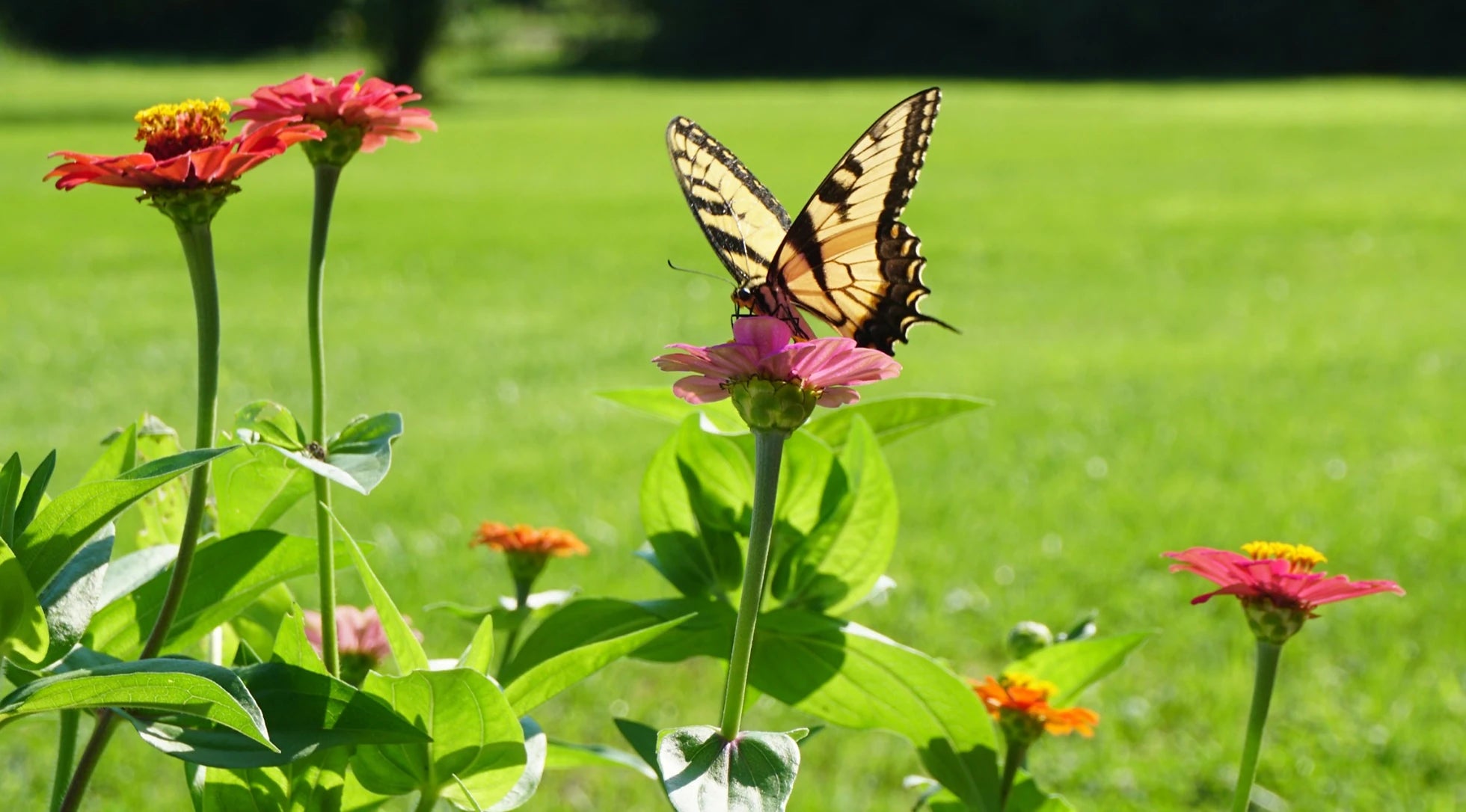 Brim Seed Co. - Butterfly & Hummingbird Mix Wildflower Seed