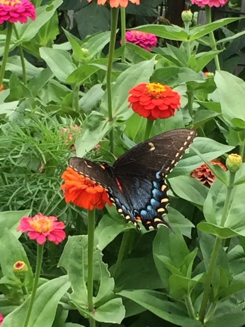 Brim Seed Co. - Butterfly & Hummingbird Mix Wildflower Seed