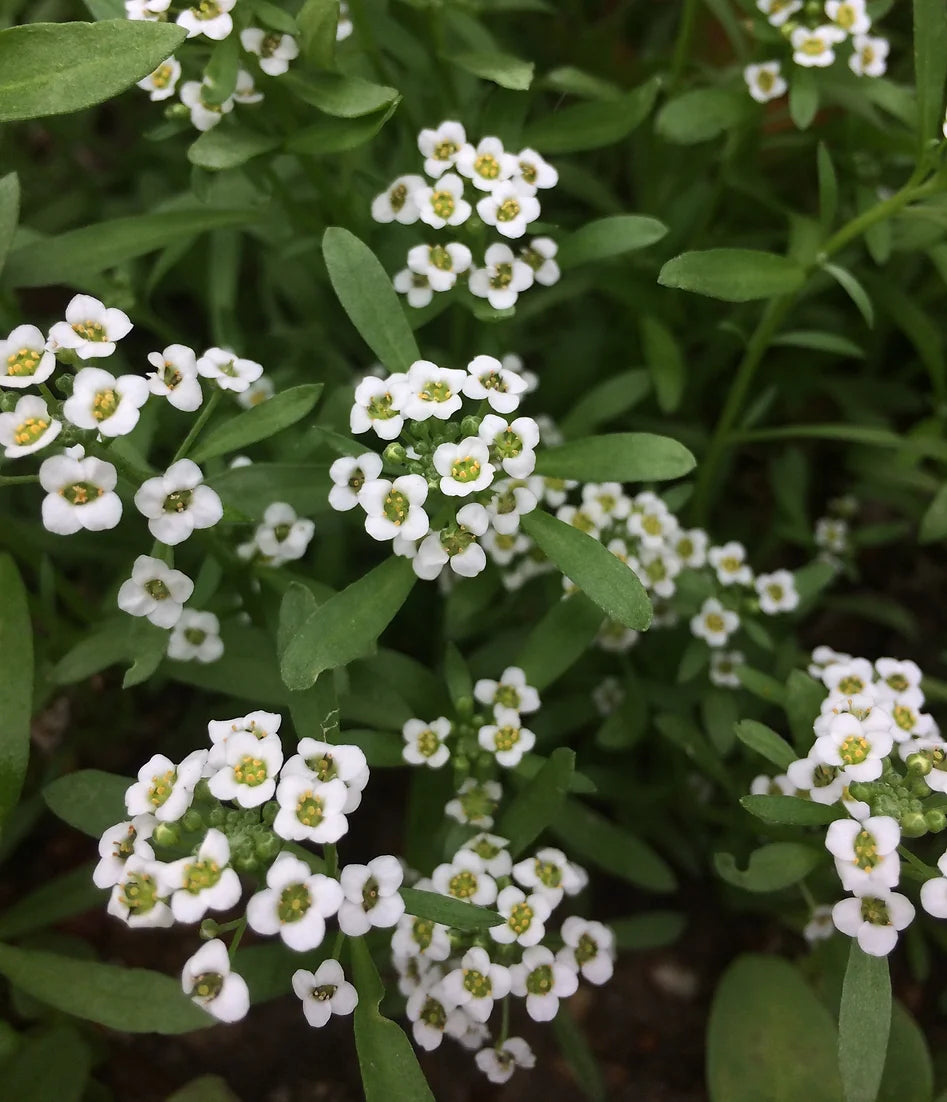 Brim Seed Co. - Butterfly & Hummingbird Mix Wildflower Seed