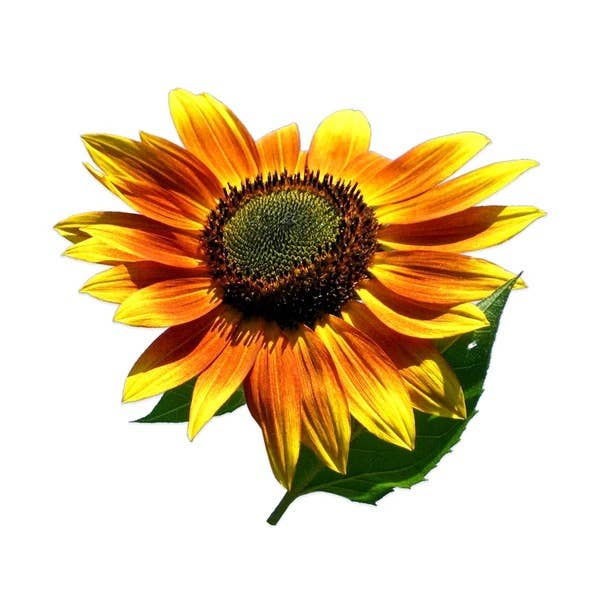 Autumn Beauty Sunflower seed packet back details