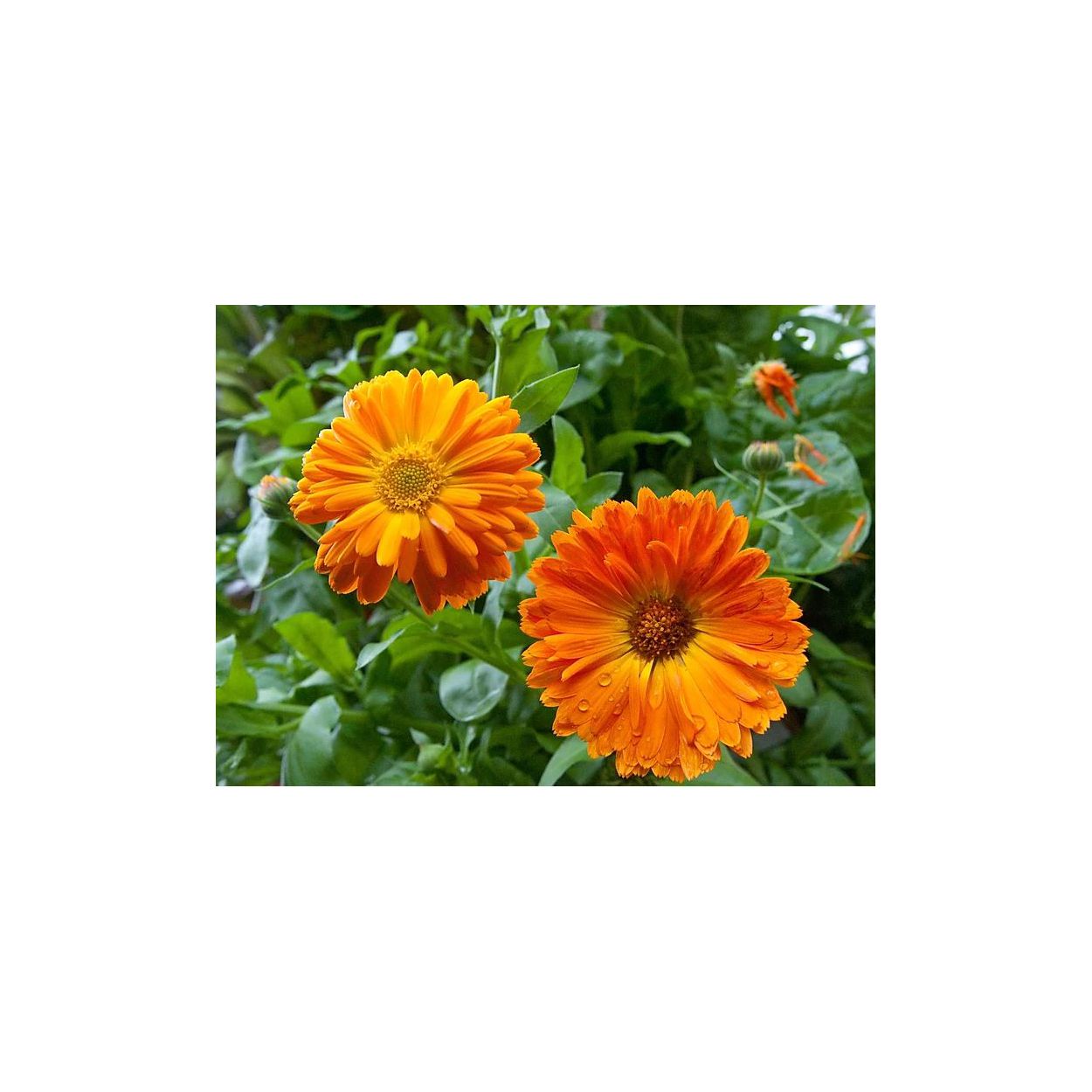 Brim Seed Co. - Fancy Mix Calendula Flower Seed