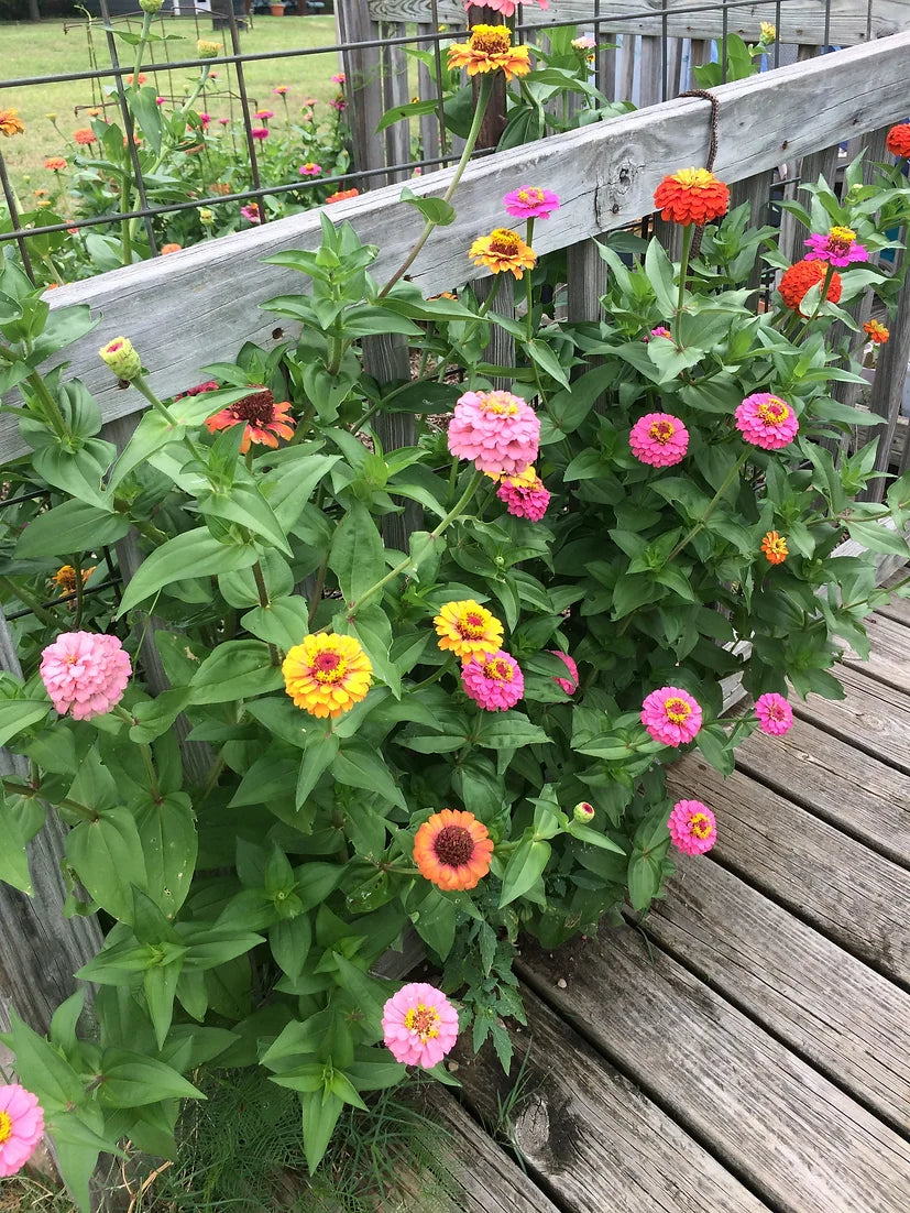 Brim Seed Co. - California Giant Mix Zinnia Flower Seed