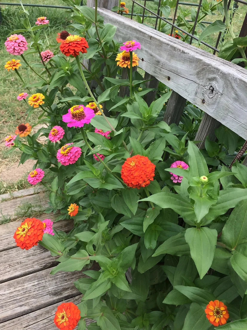 Brim Seed Co. - California Giant Mix Zinnia Flower Seed