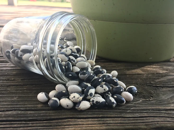 Brim Seed Co. - Calypso Bean Seed