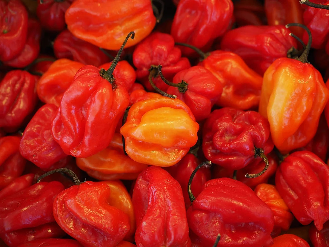 Brim Seed Co. - Hot Caribbean Red Habanero Pepper Heirloom Seed