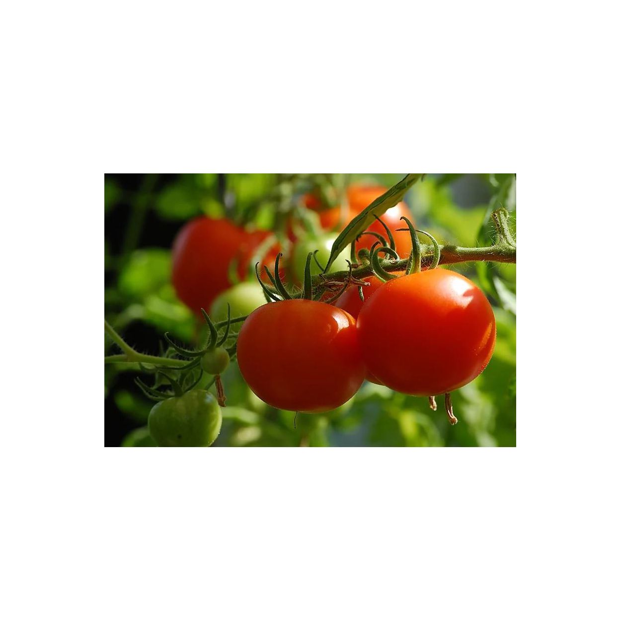 Brim Seed Co. - Chadwick Cherry Tomato Seed