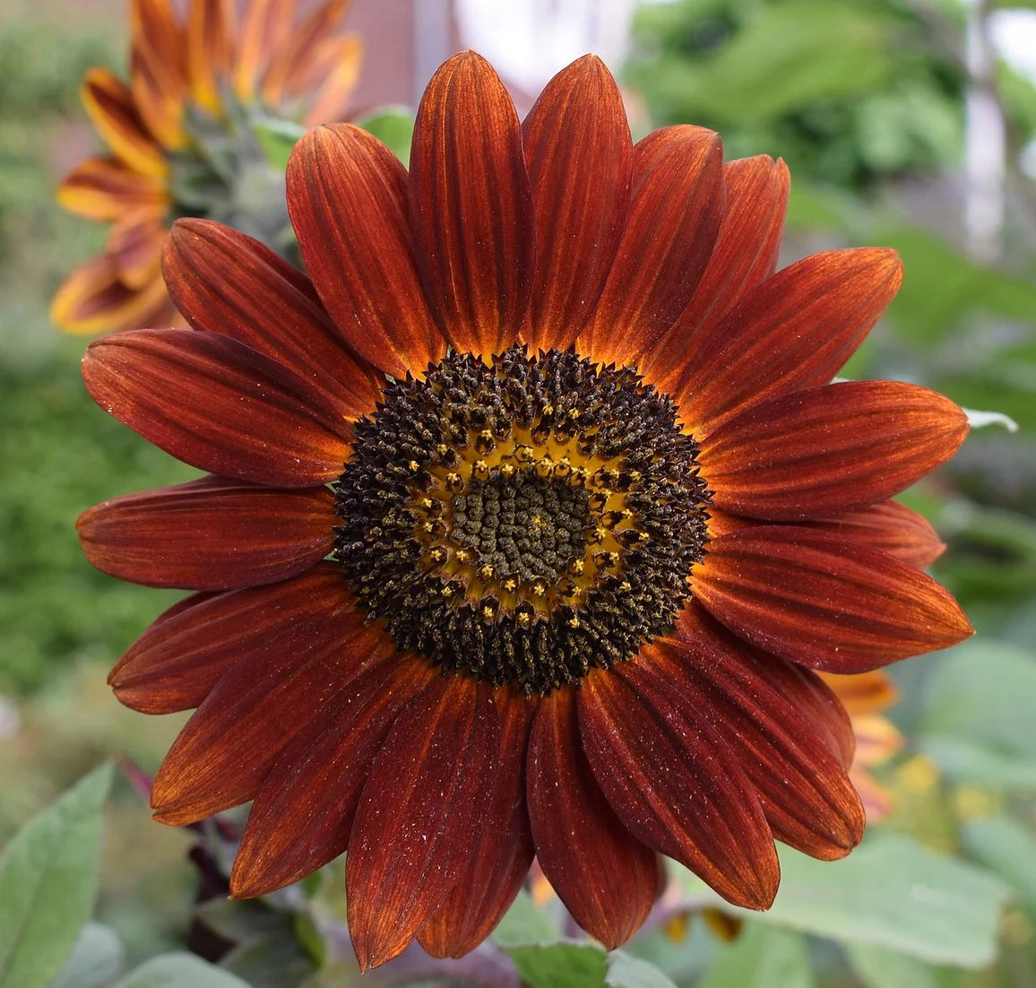 Brim Seed Co. - Chocolate Cherry Sunflower Heirloom Seed