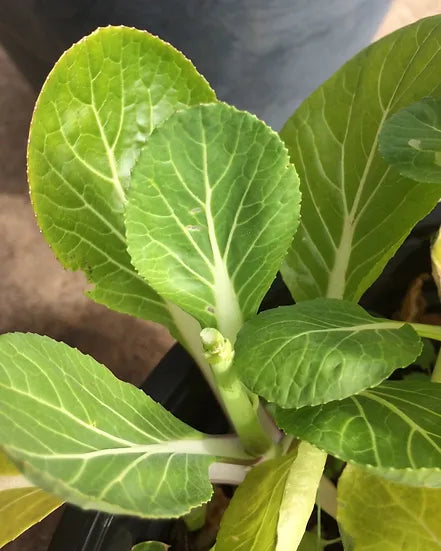 Brim Seed Co. - Pak Choi White Stem Cabbage Heirloom Seed