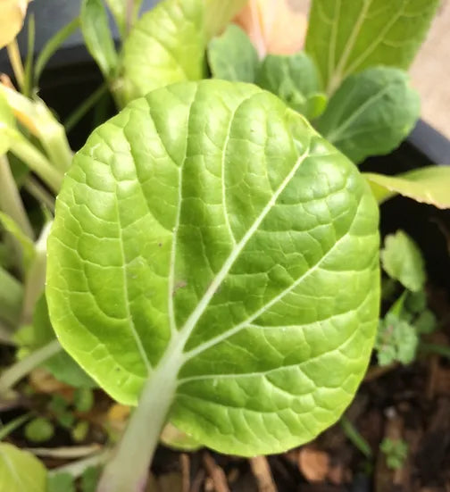 Brim Seed Co. - Pak Choi White Stem Cabbage Heirloom Seed