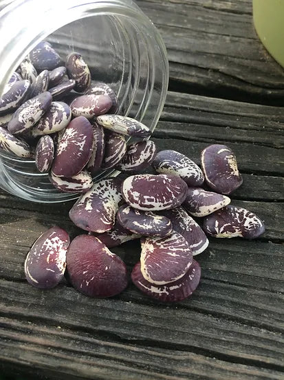 Brim Seed Co. - Christmas Pole Lima Bean Heirloom Seed