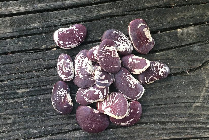 Brim Seed Co. - Christmas Pole Lima Bean Heirloom Seed