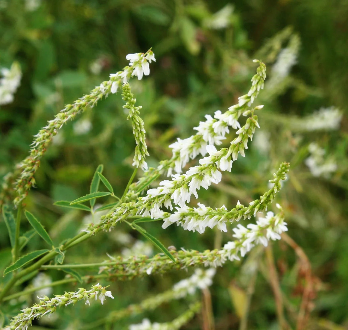 Brim Seed Co. - Hubam White Sweet Clover Flower Seed