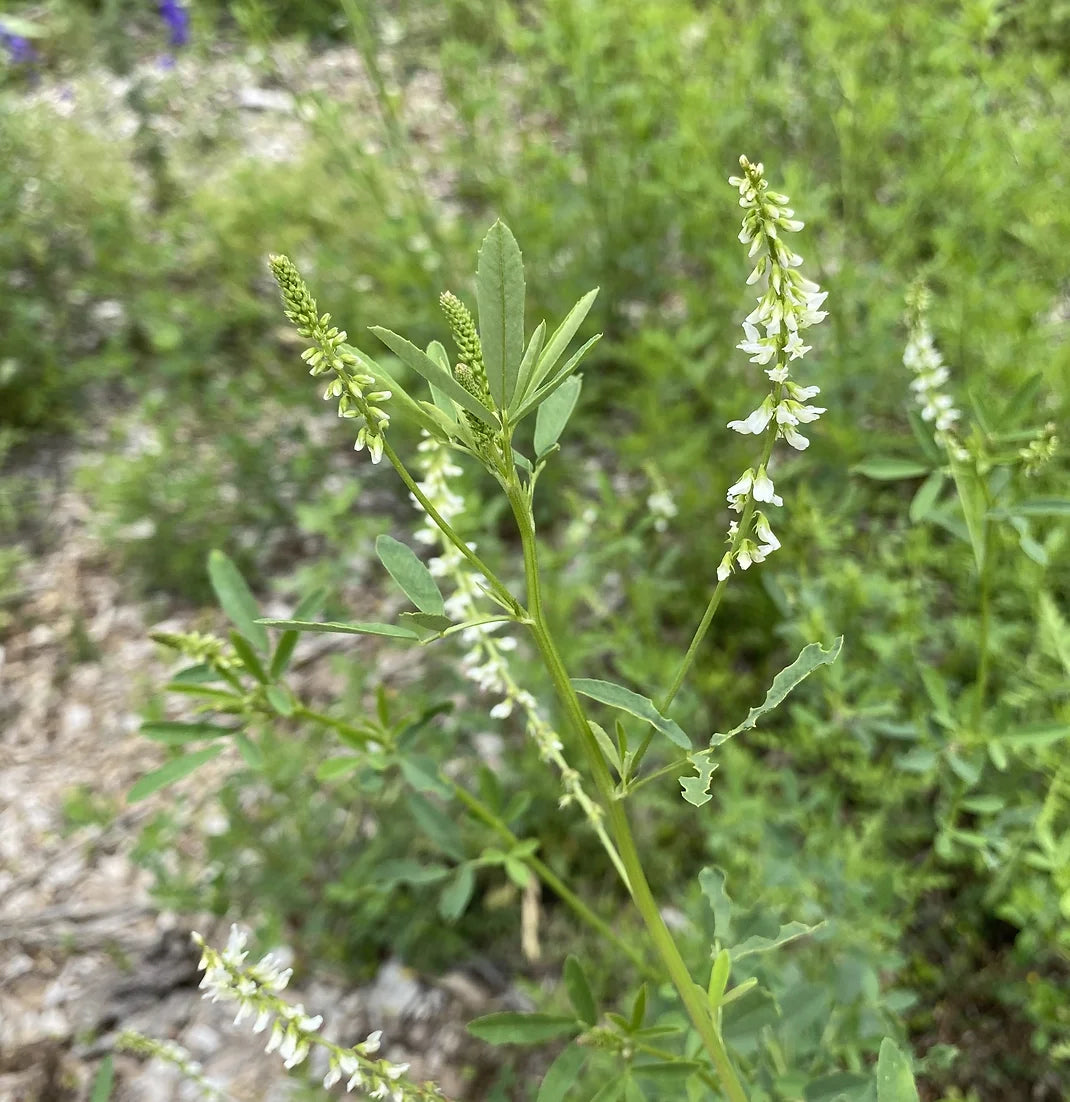 Brim Seed Co. - Hubam White Sweet Clover Flower Seed