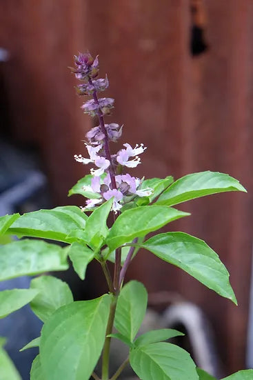 Brim Seed Co. - Cinnamon Basil Herb Heirloom Seed