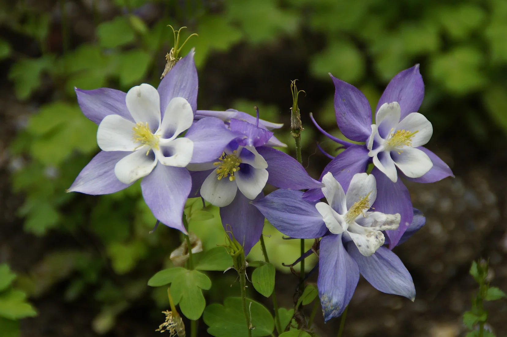 Brim Seed Co. - McKana's Giant Mix Columbine Flower Seed