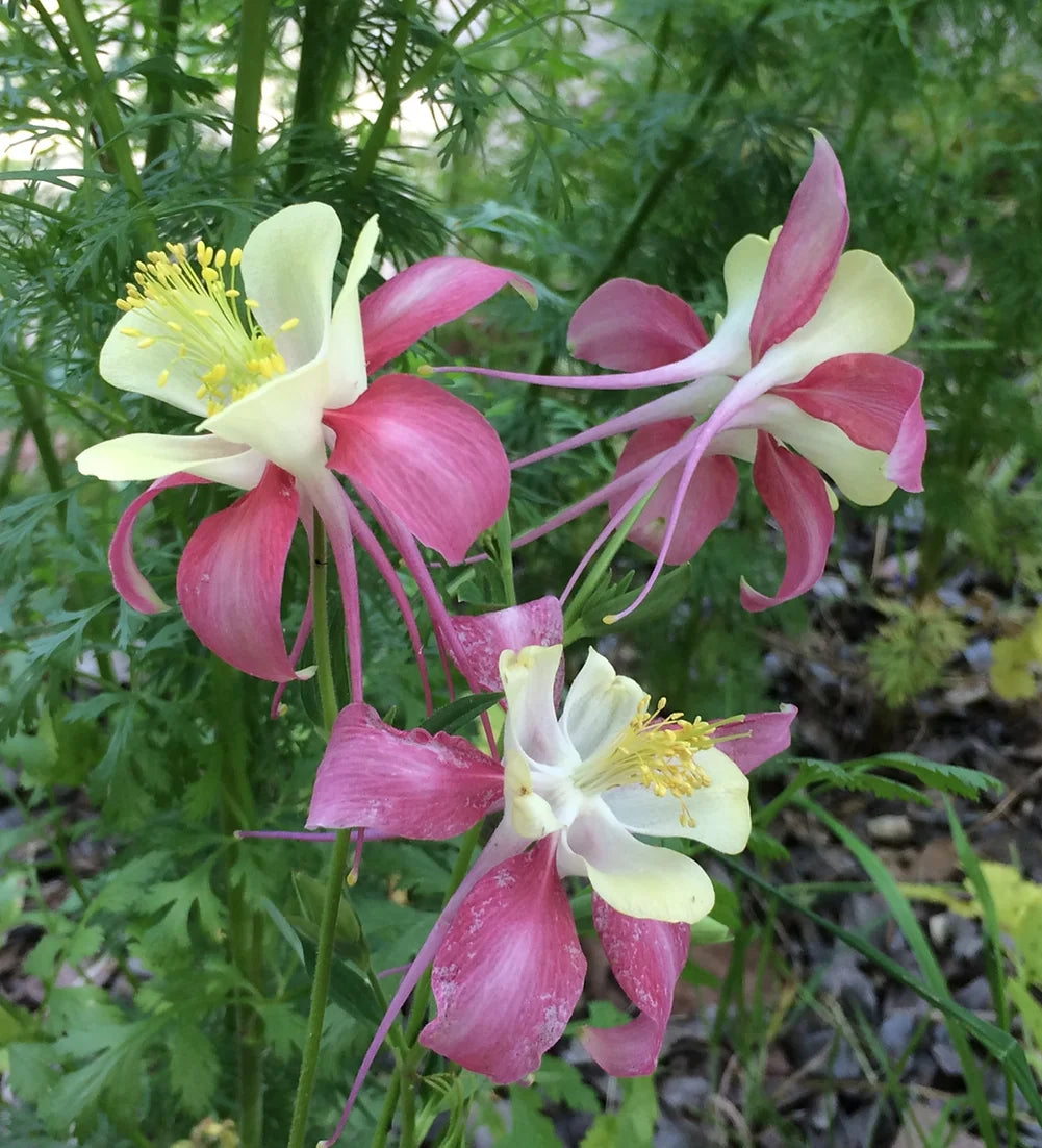 Brim Seed Co. - McKana's Giant Mix Columbine Flower Seed