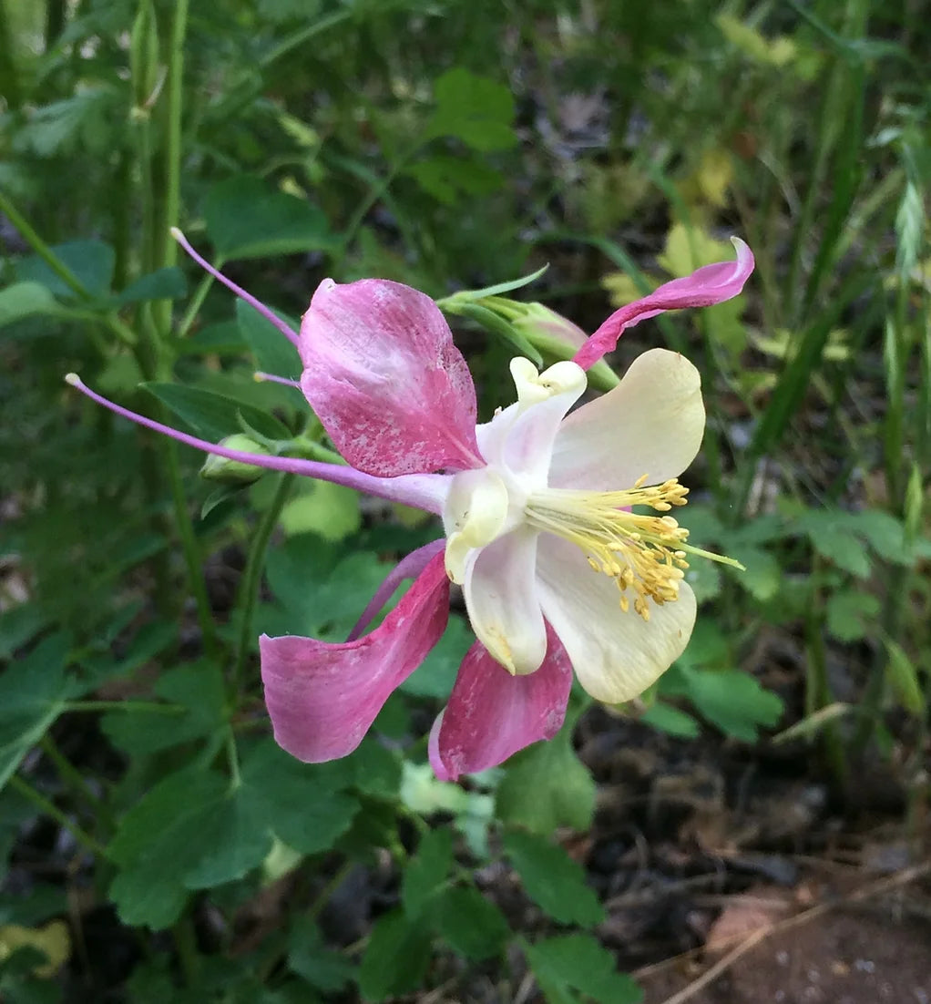 Brim Seed Co. - McKana's Giant Mix Columbine Flower Seed