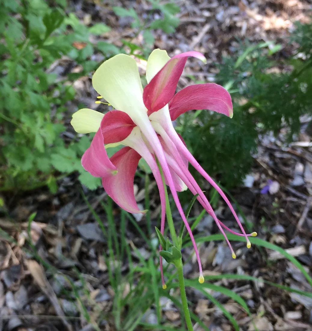 Brim Seed Co. - McKana's Giant Mix Columbine Flower Seed